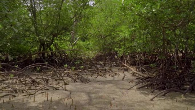 在马来西亚Endau的低潮水滩上拍摄热带红树林树木，根，气胸和气生根的照片
