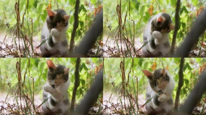 无家可归的三色猫洗，躲在树叶间的干草里。4K