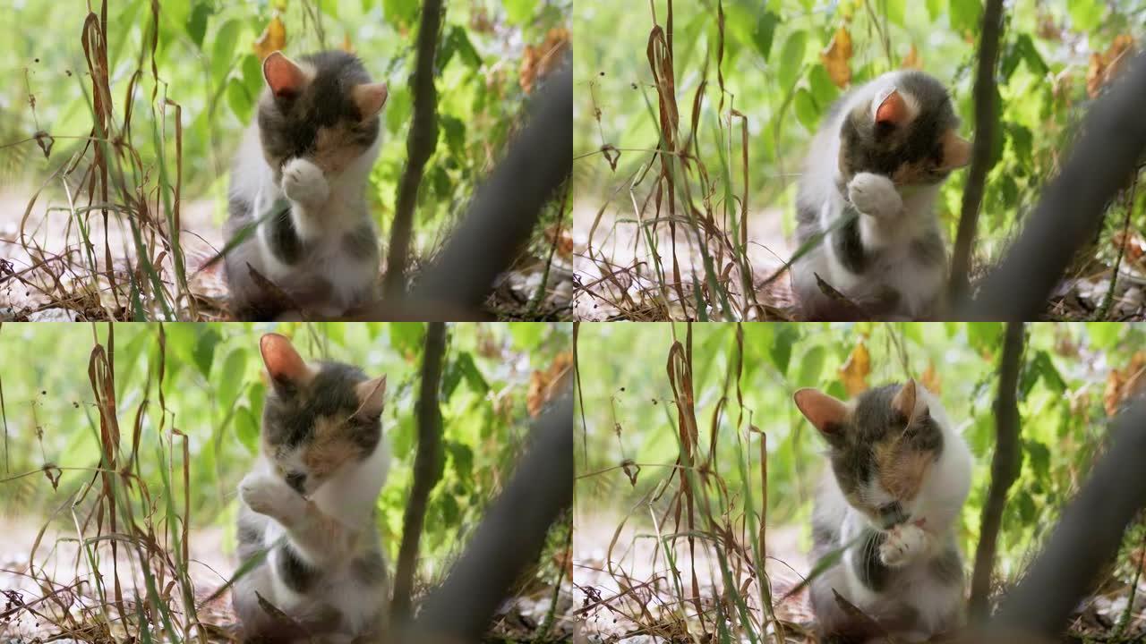 无家可归的三色猫洗，躲在树叶间的干草里。4K