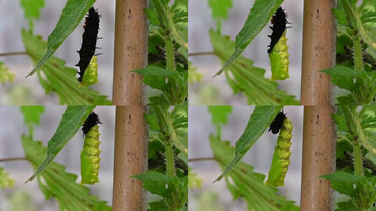 孔雀毛虫脱落皮肤显示茧