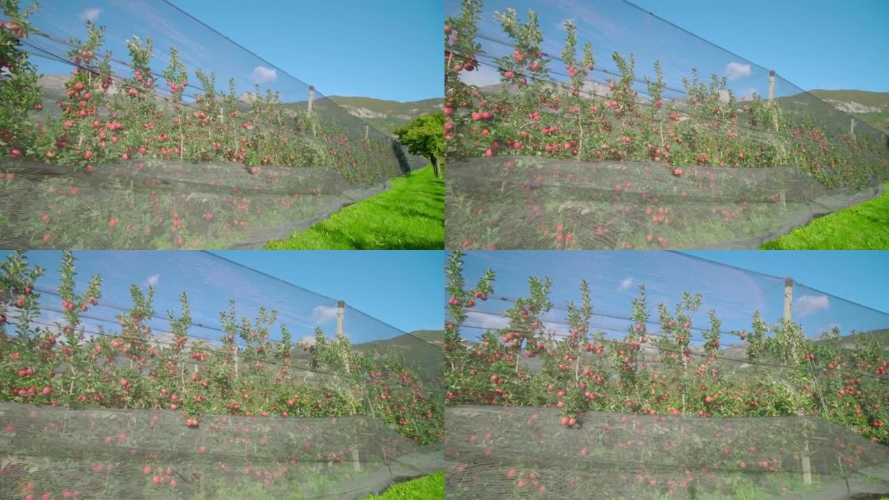 一排排的苹果树生长在绿草丛生的种植园上