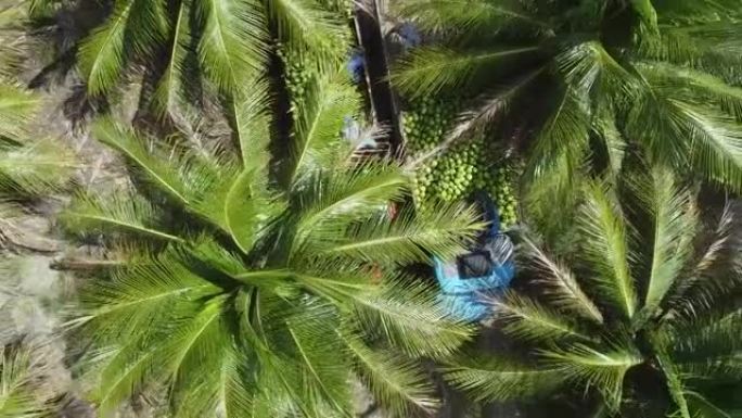椰子树种植园生产椰子水