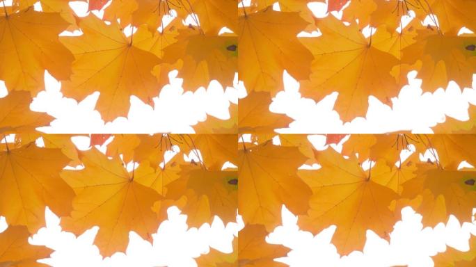 秋叶多彩自然叶季落黄橙