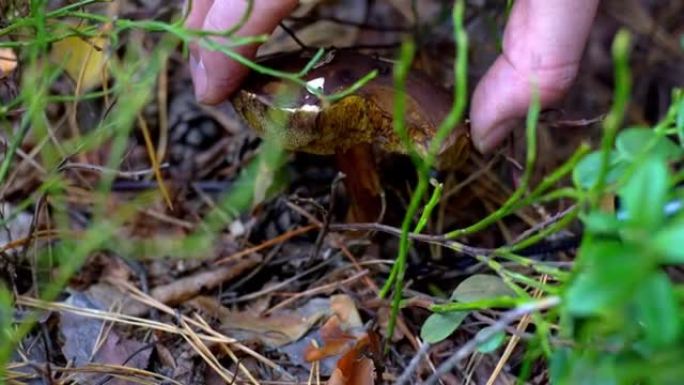 采蘑菇者在森林里用刀子切蘑菇。秋天收集蘑菇。一个安静狩猎的林务员。手特写。秋。苔藓和菌丝体。波兰蘑菇