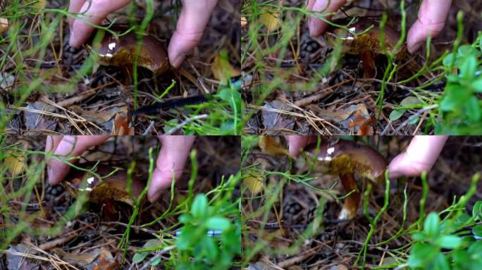 采蘑菇者在森林里用刀子切蘑菇。秋天收集蘑菇。一个安静狩猎的林务员。手特写。秋。苔藓和菌丝体。波兰蘑菇
