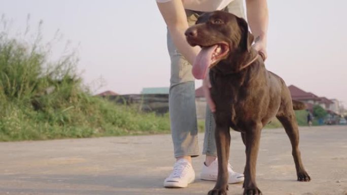 快乐的黑色拉布拉多猎犬狗站直，宠物护理在附近的街道上散步下午日落，宠物爱好者和结合，拍打狗皮，狗训练