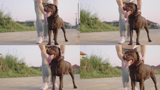 快乐的黑色拉布拉多猎犬狗站直，宠物护理在附近的街道上散步下午日落，宠物爱好者和结合，拍打狗皮，狗训练