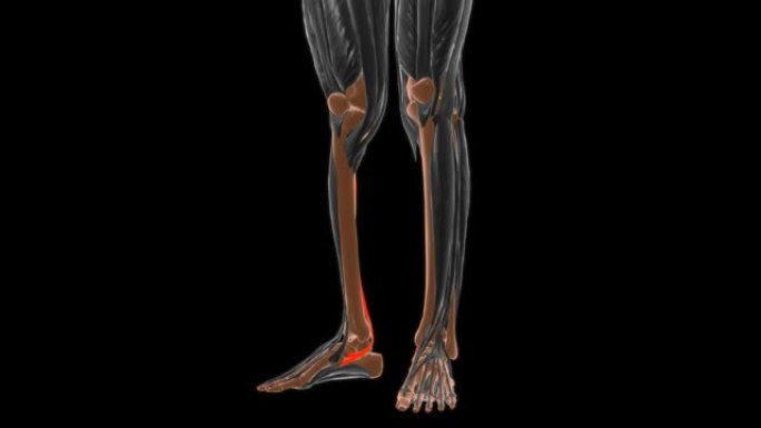 胫骨后肌解剖医学概念3D