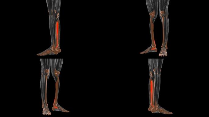 胫骨后肌解剖医学概念3D