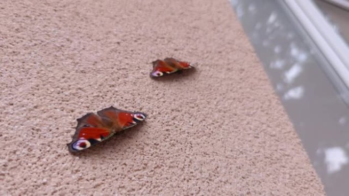 墙上的孔雀蝴蝶