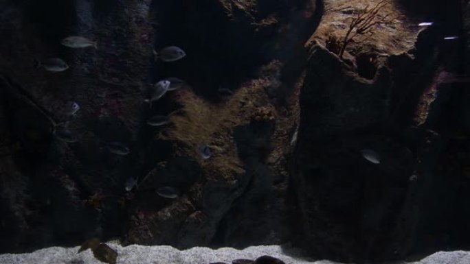水族馆里的鱼。普通潘多拉。赤藓