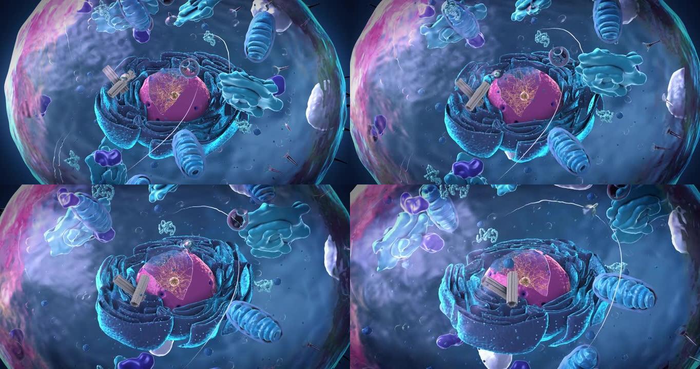 真核细胞，细胞核和细胞器以及质膜的组成部分-3d插图