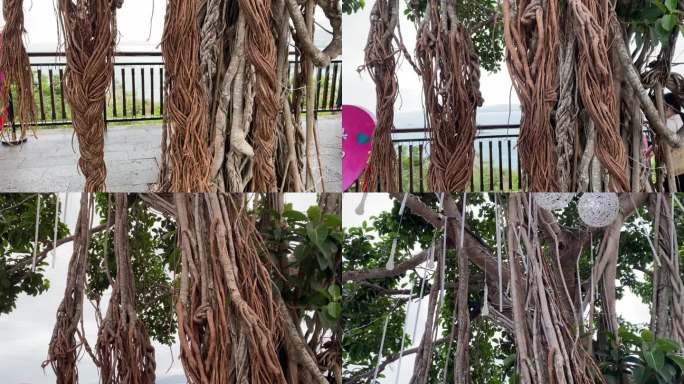 海南三亚鹿回头景区的一棵老榕树
