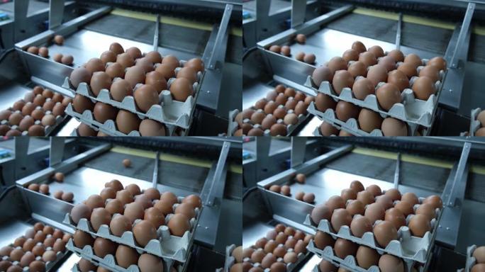 鸡蛋生产加工农场。工厂生产线的详细信息。