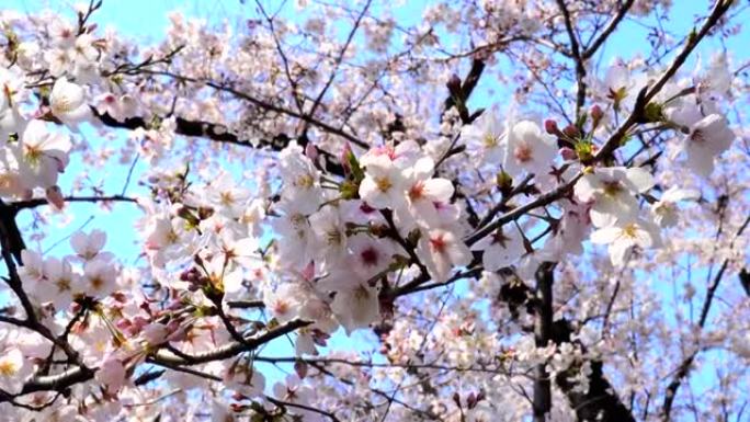 盛开的樱花樱花鲜花盛开复苏春暖花开