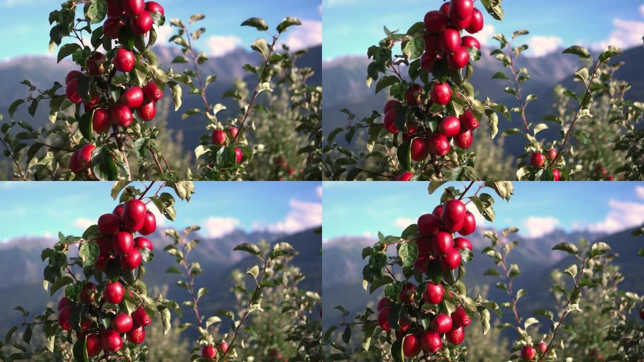 意大利阿尔卑斯山美味红苹果的鸟瞰图。瓦尔泰利纳