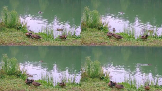 在宁静的城市中的城市公园池塘里野鸭的生活。鸭子平静地在水中游泳，在湖岸刷羽毛