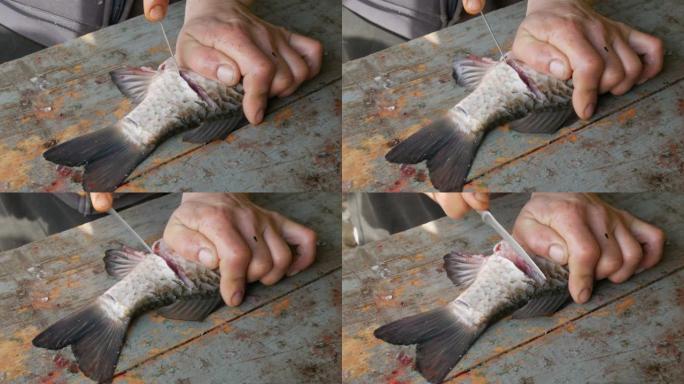 一个男人一个渔夫把一条活蹦乱跳的大鱼切成碎片。清洗淡水鱼以进一步烹饪