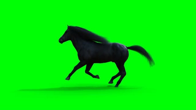 跑黑马。绿屏写实动画。