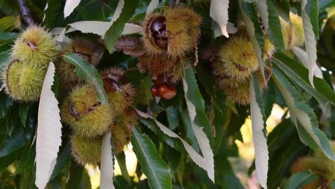 在秋天的收获季节，栗子树枝上悬挂的成熟的哈吉猪体内的栗子在风中摇摆。10月的栗子收获时间。意大利。