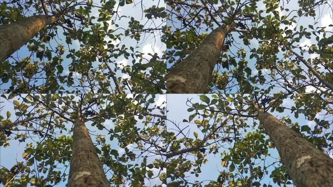 从底部看柚木的慢动作拍摄。树木的自然镜头。蓝天的森林