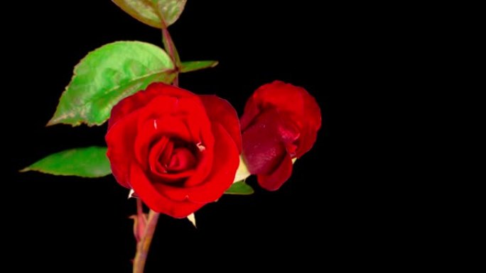 盛开的红玫瑰花的时间流逝。生与死美丽玫瑰