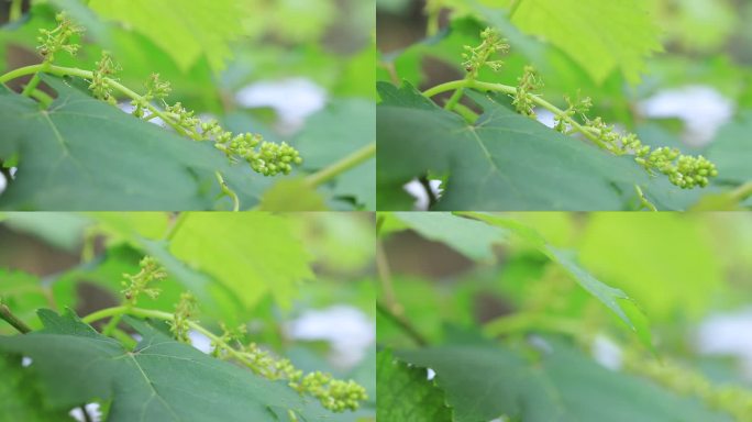 葡萄花序，葡萄花，葡萄