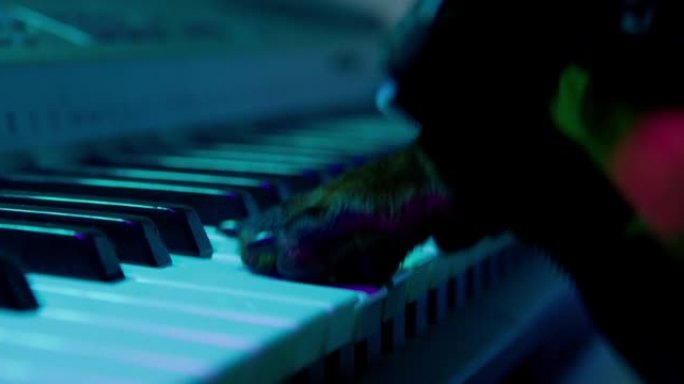 小腊肠狗音乐家在节日音乐会极端近距离观看紫光下用爪子弹奏合成器按键