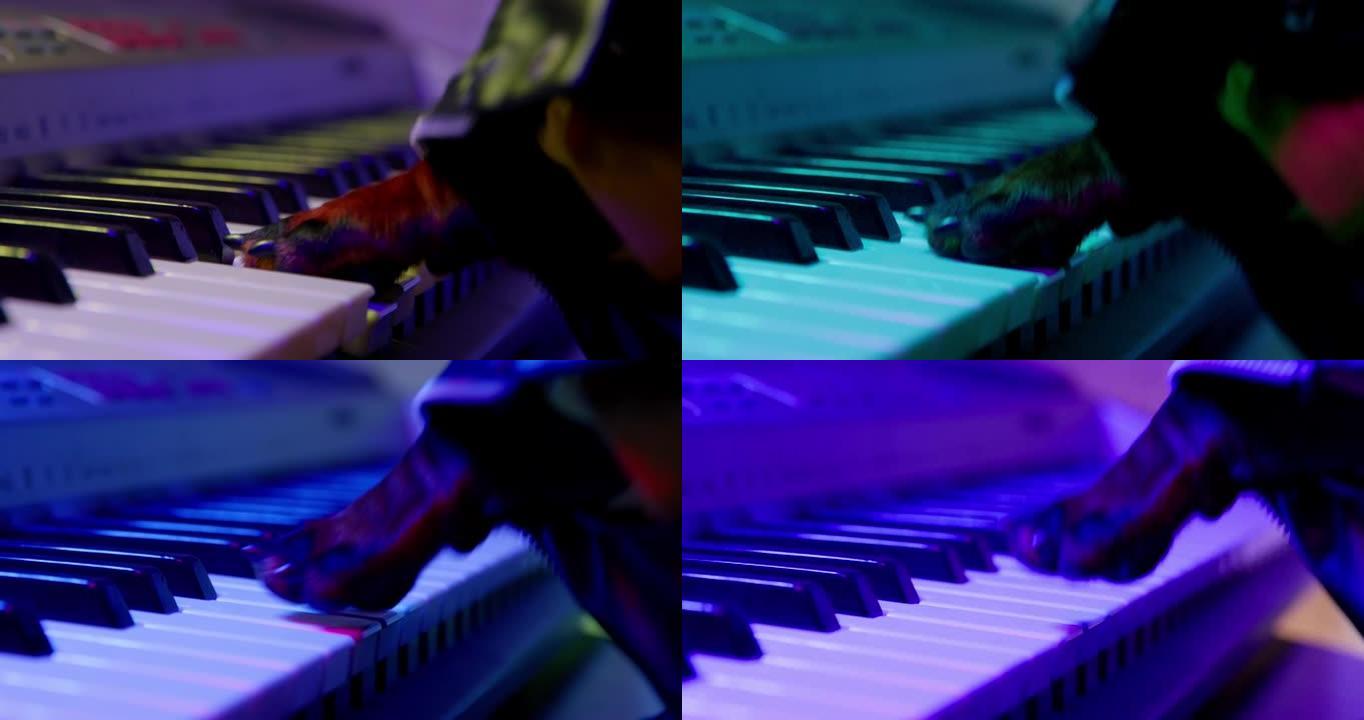 小腊肠狗音乐家在节日音乐会极端近距离观看紫光下用爪子弹奏合成器按键