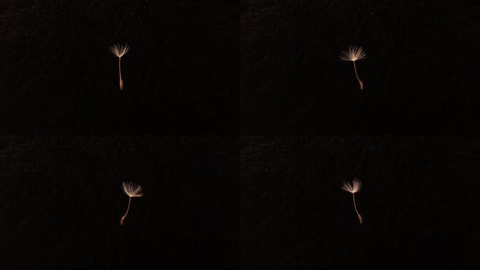 详细的特写镜头美丽的蒲公英种子在黑色背景上旋转。
蒲公英种子飞，吹隔离。
它用于视频演示，动画电影，