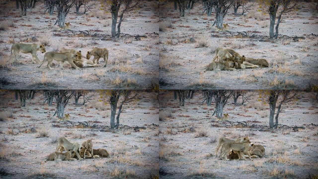 几只狮子在草原上玩耍。一个躺在灌木丛前。