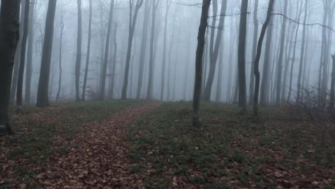 害怕的人摄像机在雾蒙蒙的森林里运行。