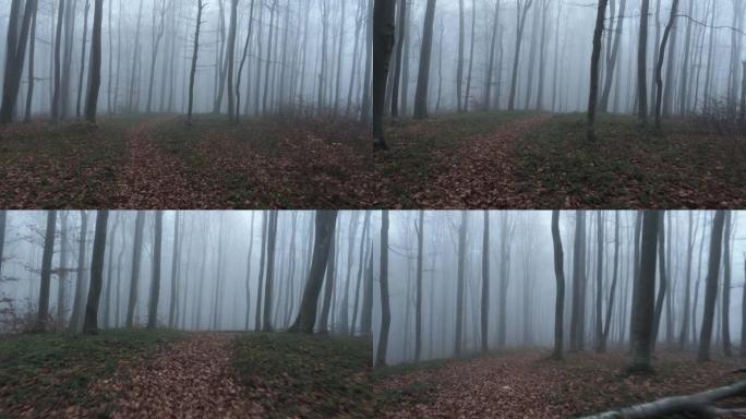 害怕的人摄像机在雾蒙蒙的森林里运行。
