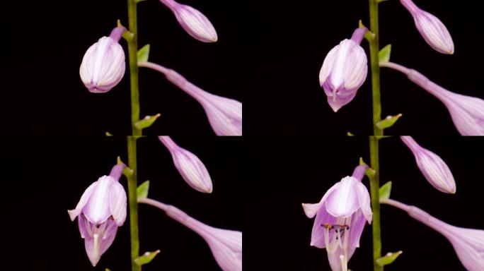 盛开的花开放，时间流逝。黑色背景上盛开的紫色玉簪花的延时。