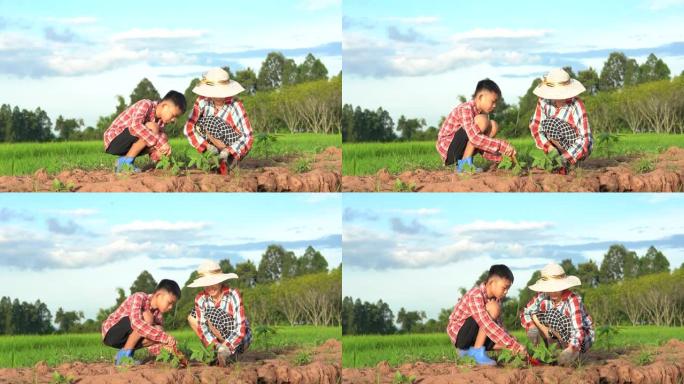 孩子和母亲在稻田和蓝天背景下的土壤中种树