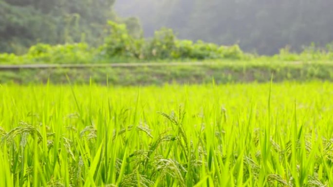 稻米在风中摇曳种植业农田丰收稻穗