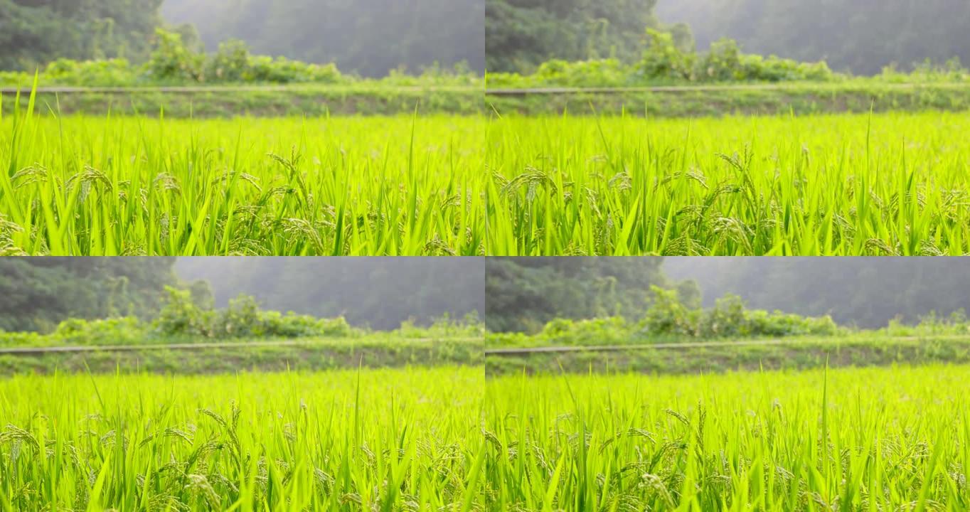 稻米在风中摇曳种植业农田丰收稻穗