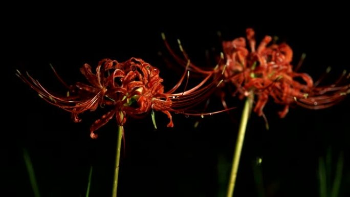 石蒜或红蜘蛛百合或红魔百合或春分花或higanbana的特写