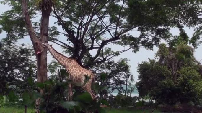 新加坡的长颈鹿长颈鹿。