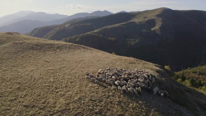 在山里放羊。