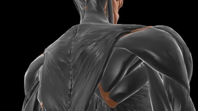 医学概念3D的锁骨下肌肉解剖