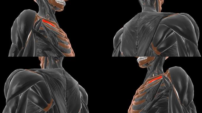 医学概念3D的锁骨下肌肉解剖