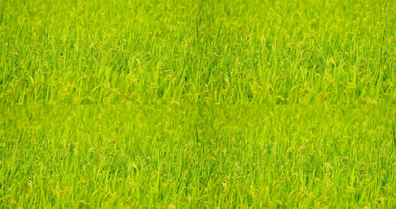 稻米在风中摇曳谷子种植金黄