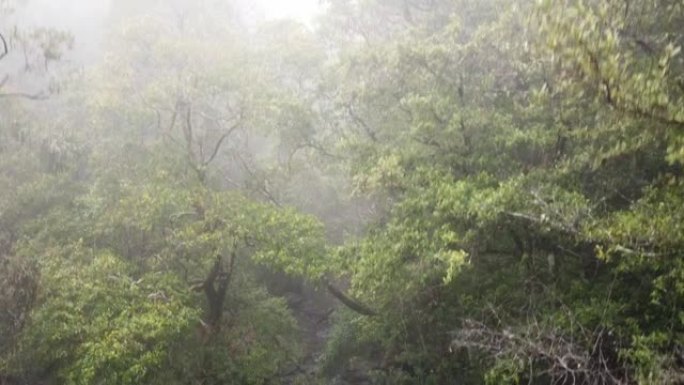 薄雾笼罩的雨林溪流，澳大利亚黄金海岸附近的Springbrook NP