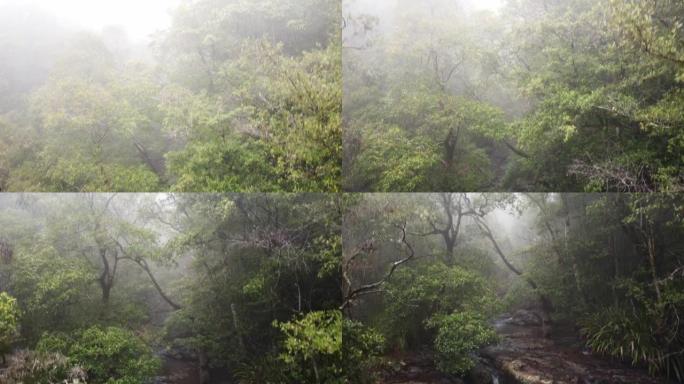 薄雾笼罩的雨林溪流，澳大利亚黄金海岸附近的Springbrook NP