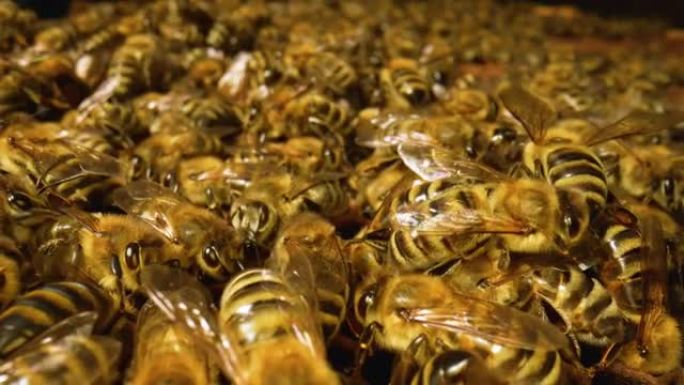 蜂巢中的工作蜜蜂特写。蜜蜂的大家庭。蜂群在蜂巢里工作。忙碌的蜜蜂用蜂蜡包装蜂窝。养蜂过程。慢动作