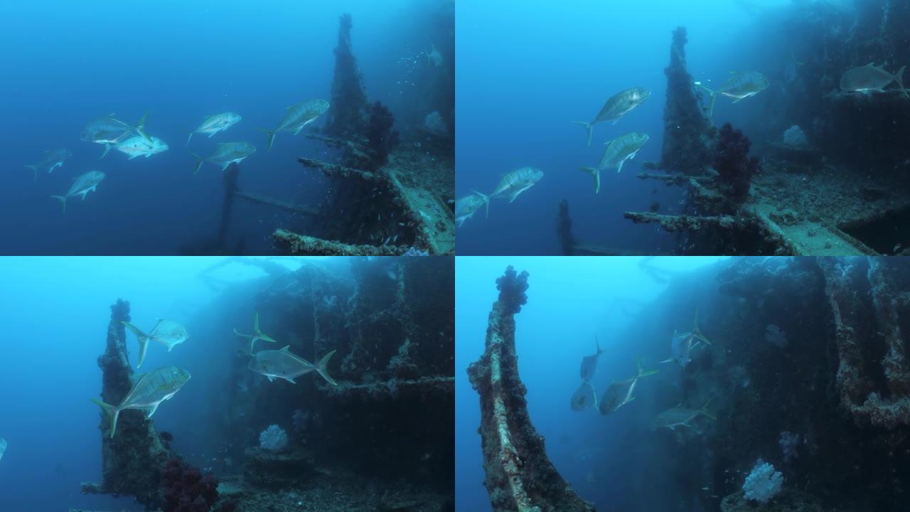 成群的大型掠食性鱼类捕食在最近沉没的沉船周围成群结队的小鱼。