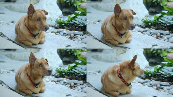 老忧心忡忡的棕色狗，有花椰菜的耳朵好奇地环顾四周，前腿藏在身体下面。高级狗概念的生活。