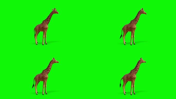 长颈鹿在绿色屏幕上寻找