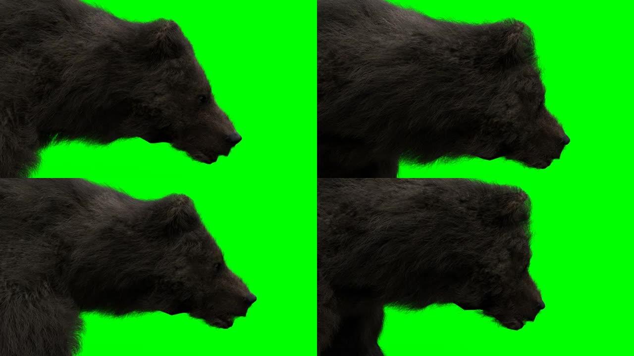 行走的熊。绿屏写实动画。